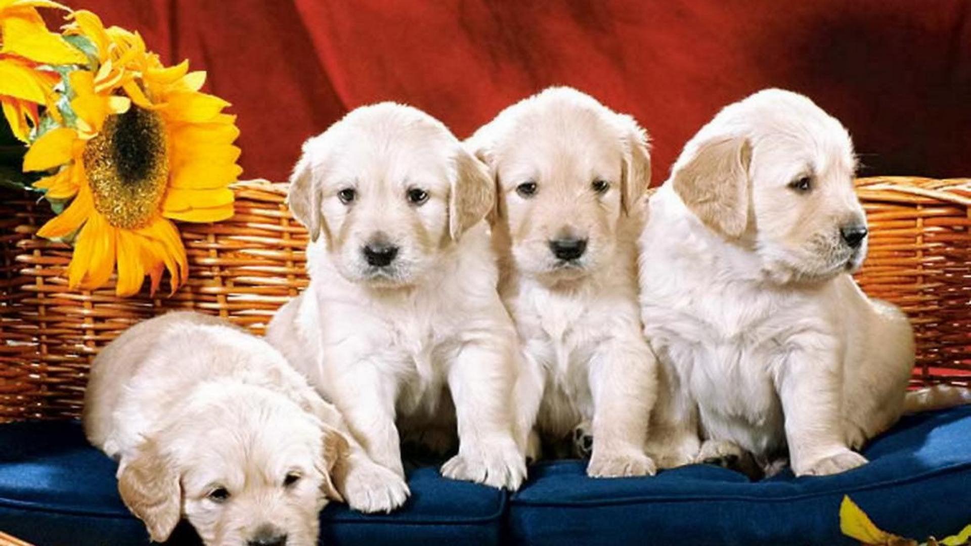 1920x1080 Cute Puppies Sunflower Group Puppy Dog [1920×1080]: wallpaper