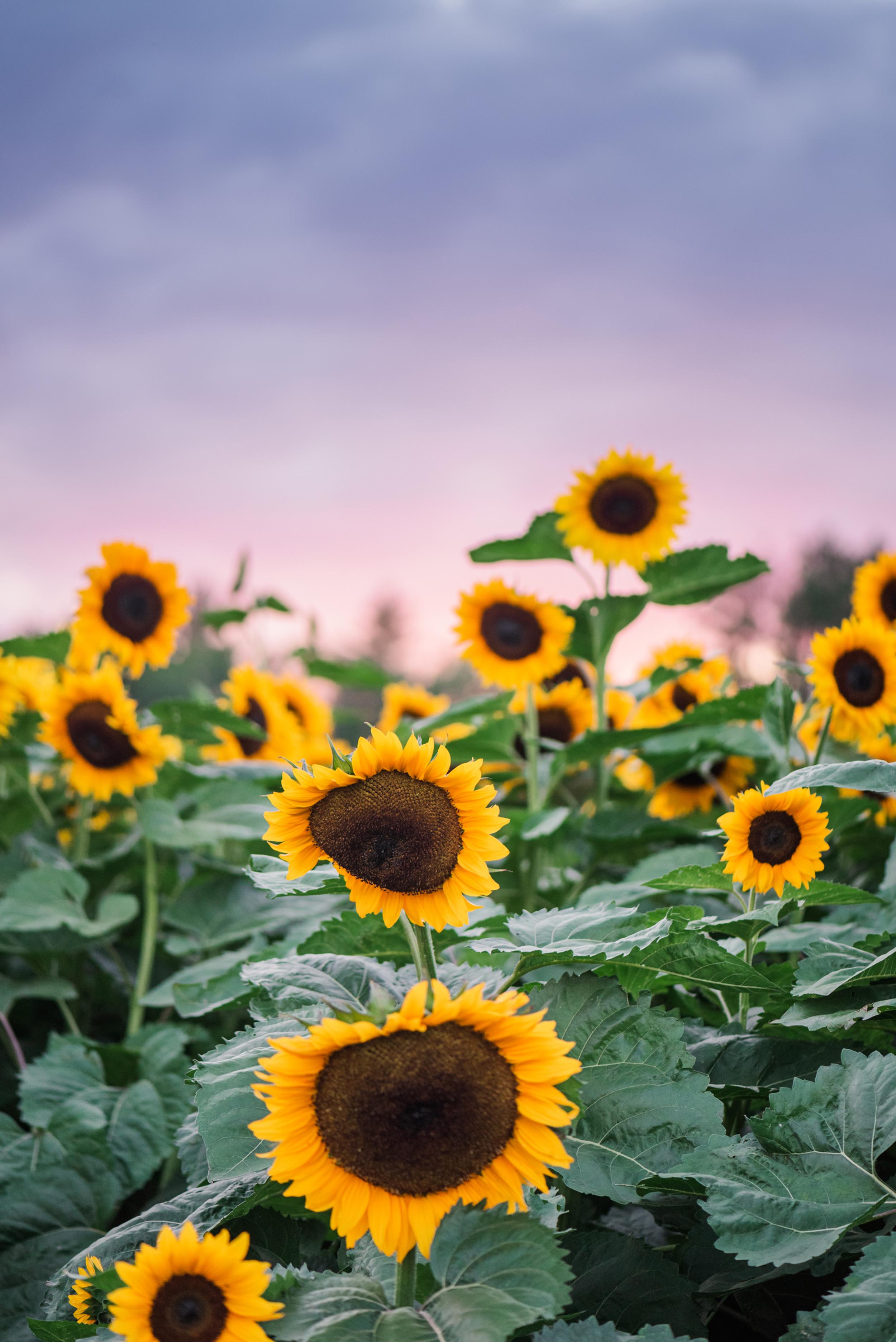 2500x3744 Sunflower Stroll