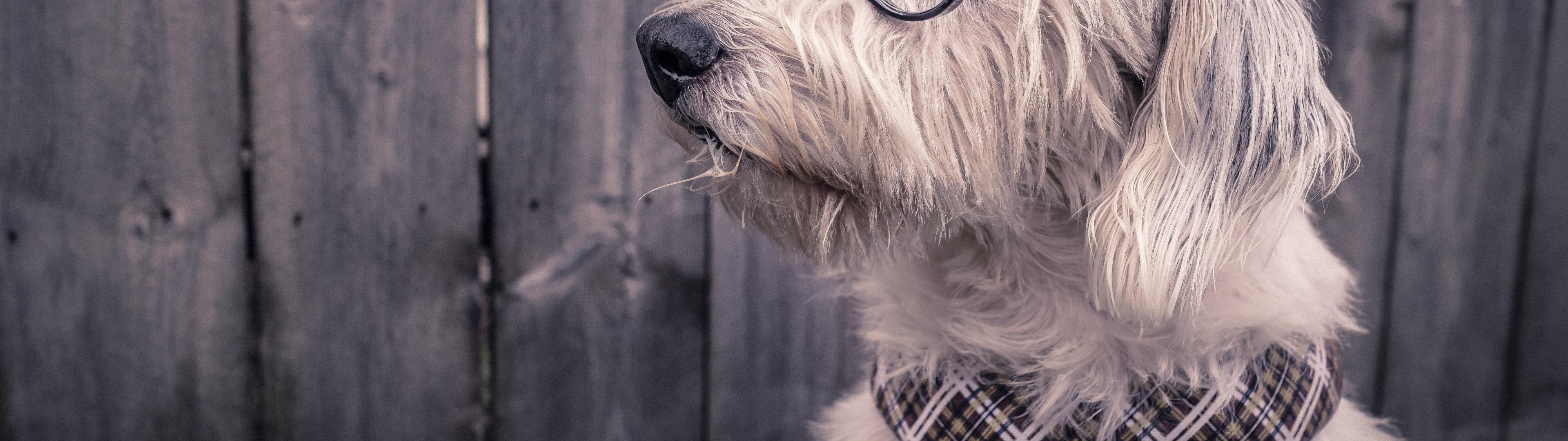 3840x1080 Dog Wallpaper 4K, Funny, Glasses, Wooden background, Cute, 5K, Animals