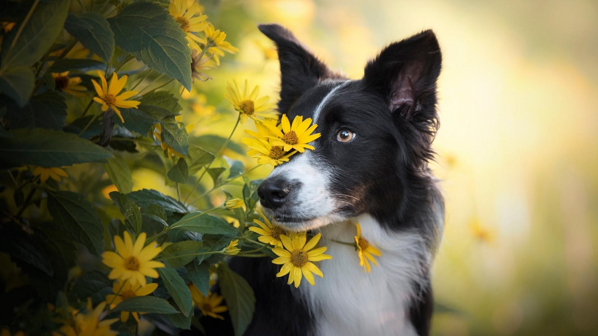 1920x1080 dog HD wallpaper, background