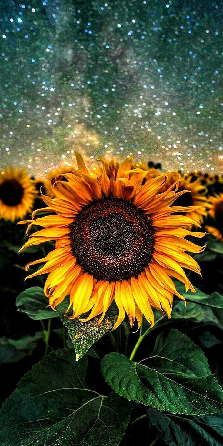 736x1472 Aesthetic Sunflower Wallpaper Desktop Wallpaper Portal