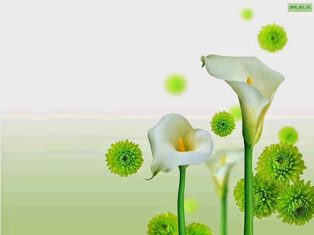1024x768 Green Wallpaper With White Flowers