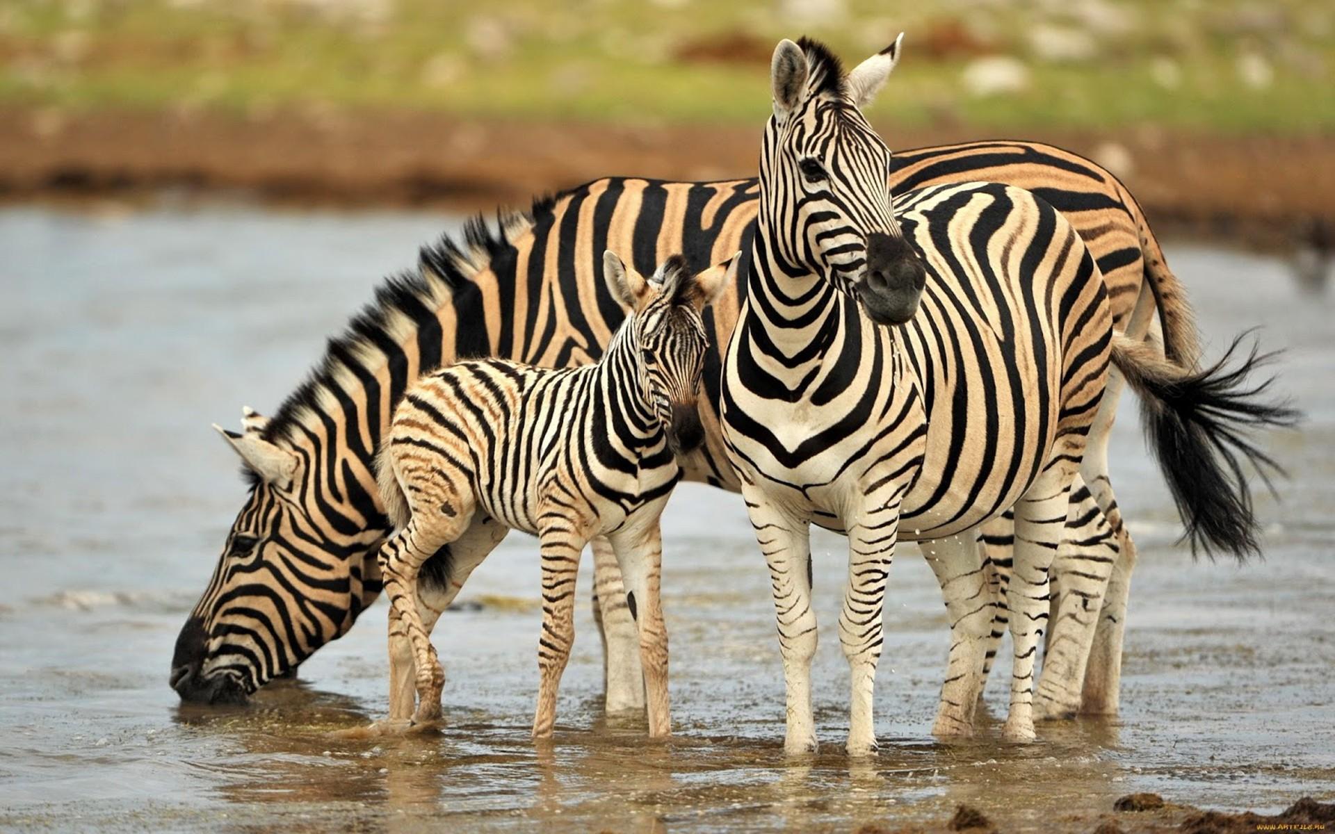 1920x1200 Colorful Animals Zebra Family Pool With Water Drinking Water Beautiful HD Wallpaper :
