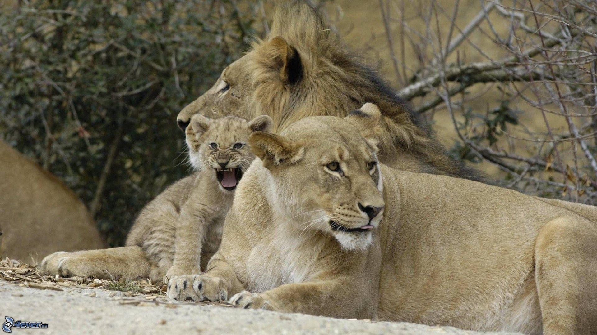 1920x1080 Lion family