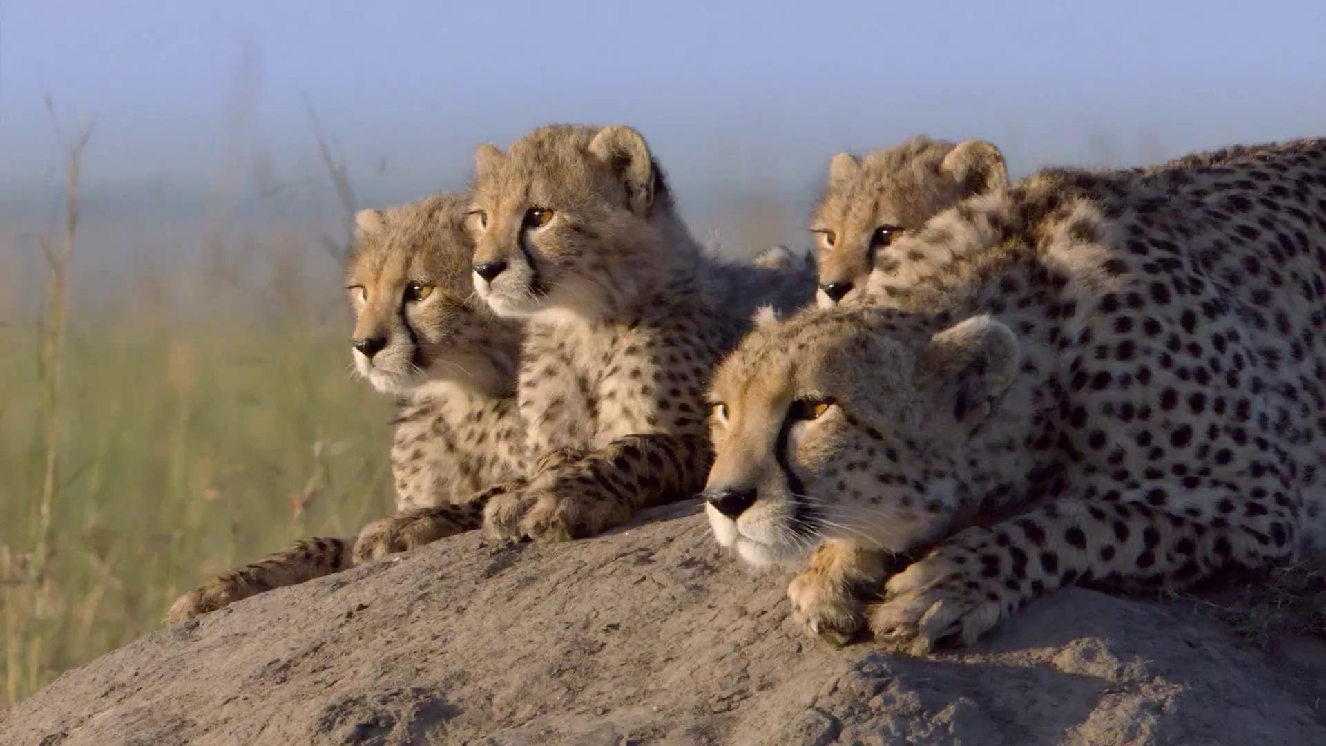 1920x1080 animals, Nature, Family, Baby Animals, Cheetahs Wallpaper HD / Desktop and Mobile Background