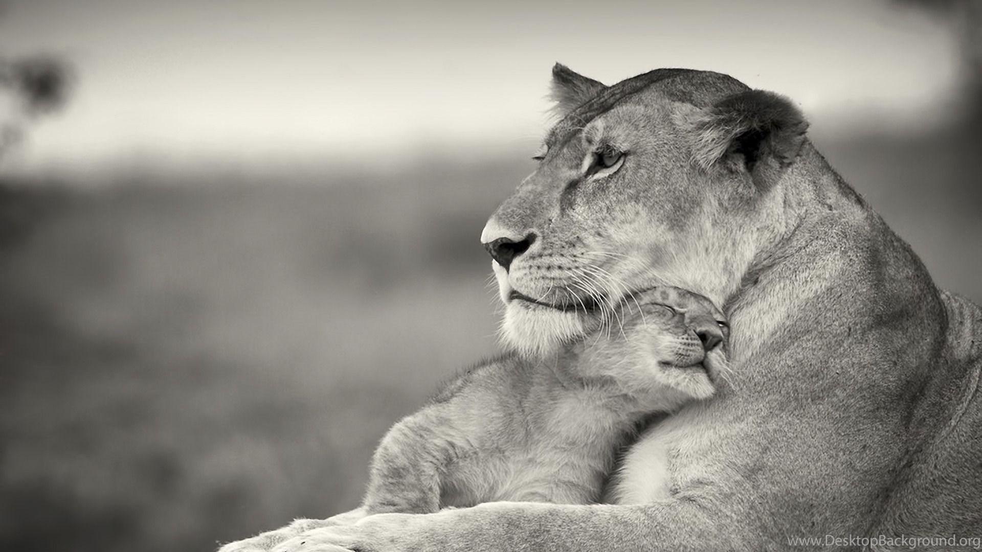 1920x1080 Download Wallpaper 1920x1080 Lioness, Lion, White, Animal, Family. Desktop Background