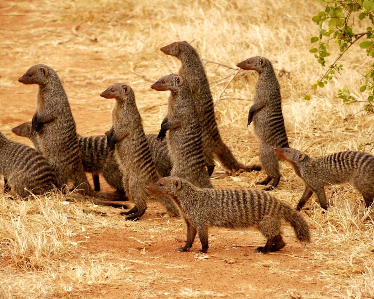 1280x1024 Free download Animals HD Wallpaper 22 Animals Wallpaper HD 1080p Desktop [1920x1080] for your Desktop, Mobile & Tablet. Explore Animal HD Wallpaper. Dinosaur Wallpaper, Wild Animal Wallpaper, Beautiful Animal Wallpaper