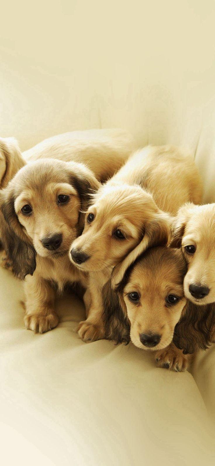 736x1593 Puppy Retriever Family Animal #iPhone #X #wallpaper. Dog wallpaper iphone, Puppy wallpaper iphone, Dog wallpaper