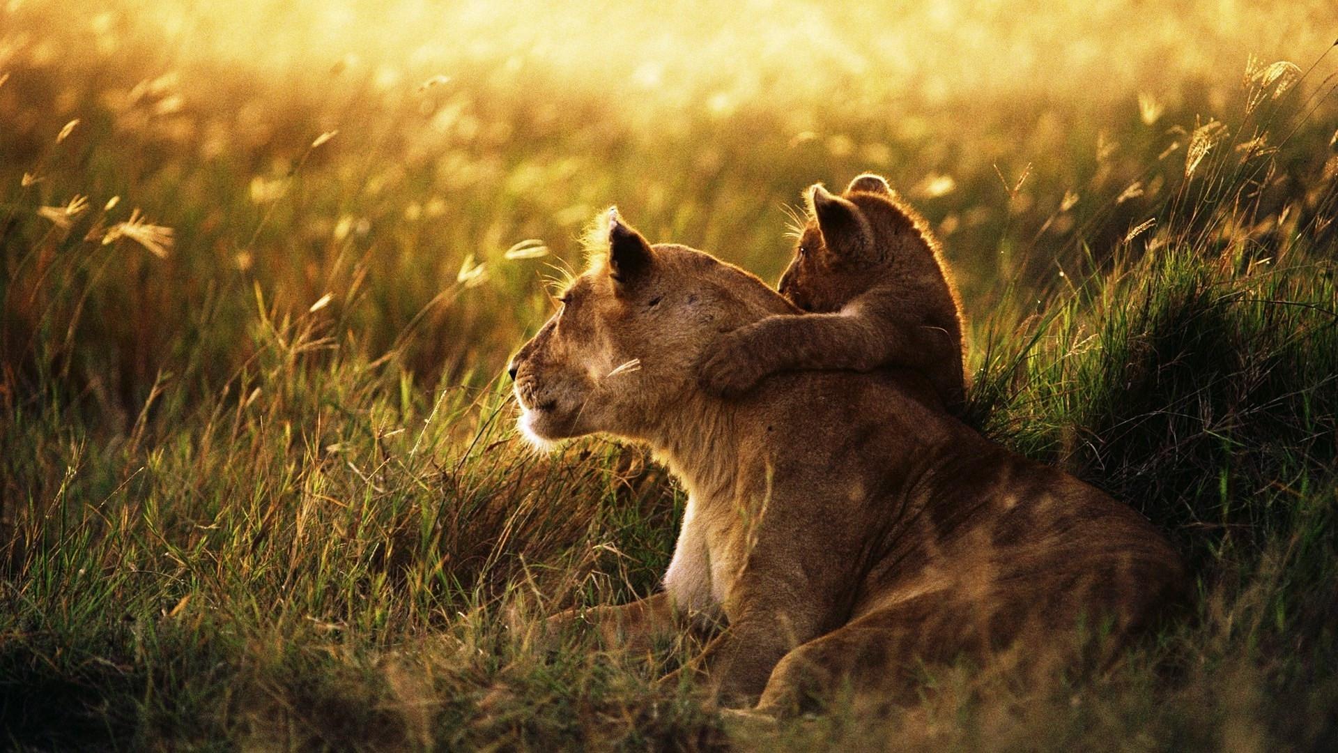 1920x1080 lion, lion cub, family Wallpaper, HD Animals 4K Wallpaper, Image, Photo and Background