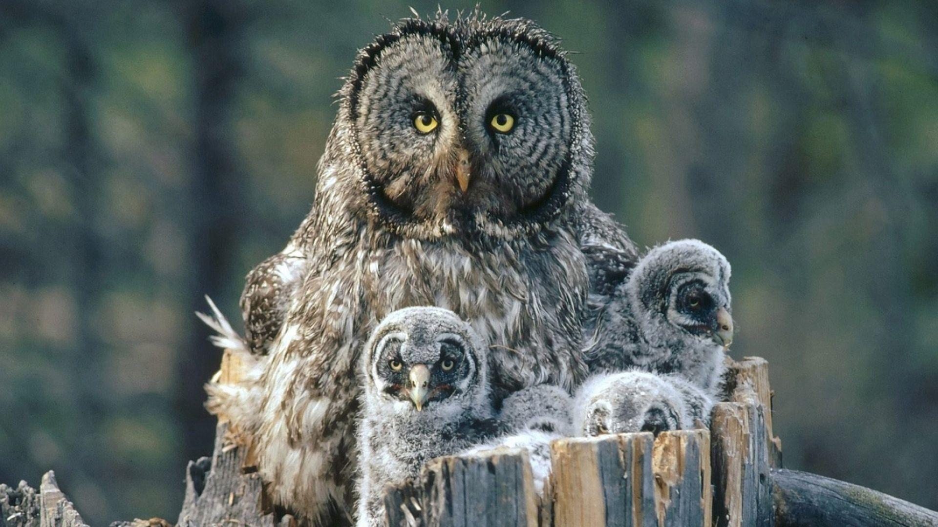 1920x1080 Arrogant Owl Family Wallpaper. HD Animals and Birds Wallpaper for Mobile and Desktop