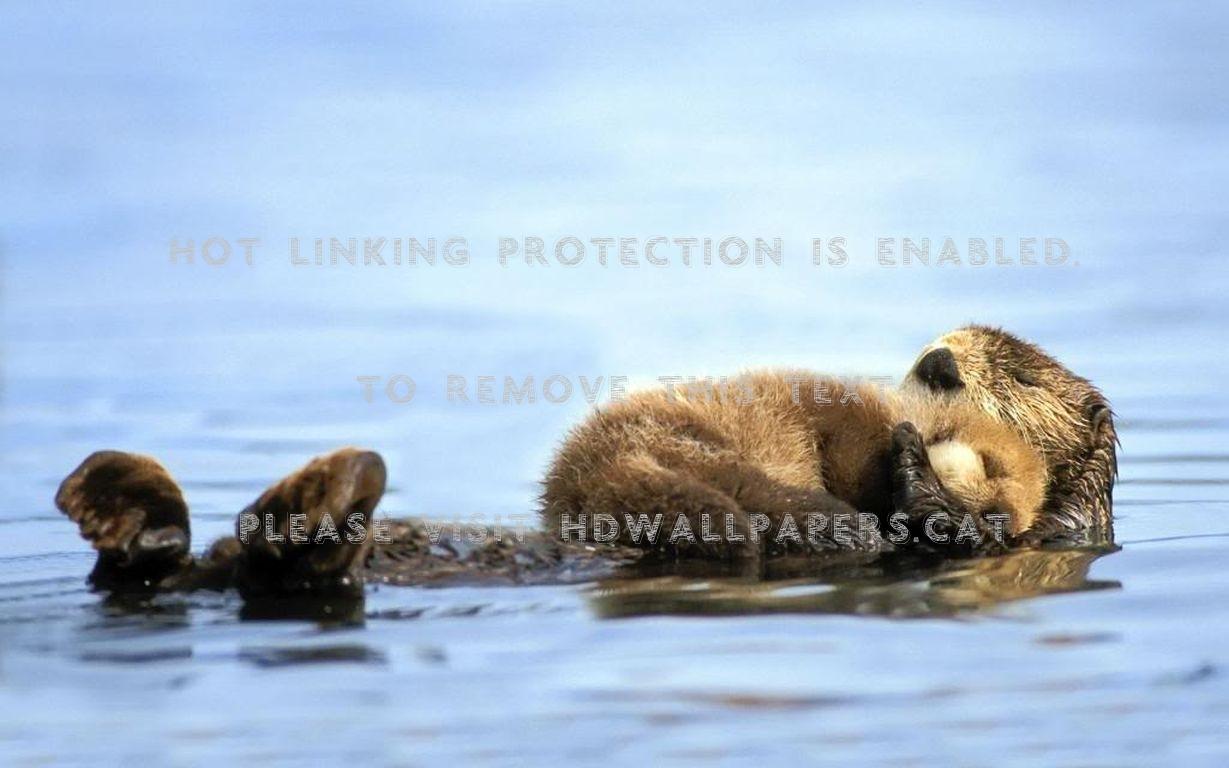 1229x768 animal families ii. wildlife family nature