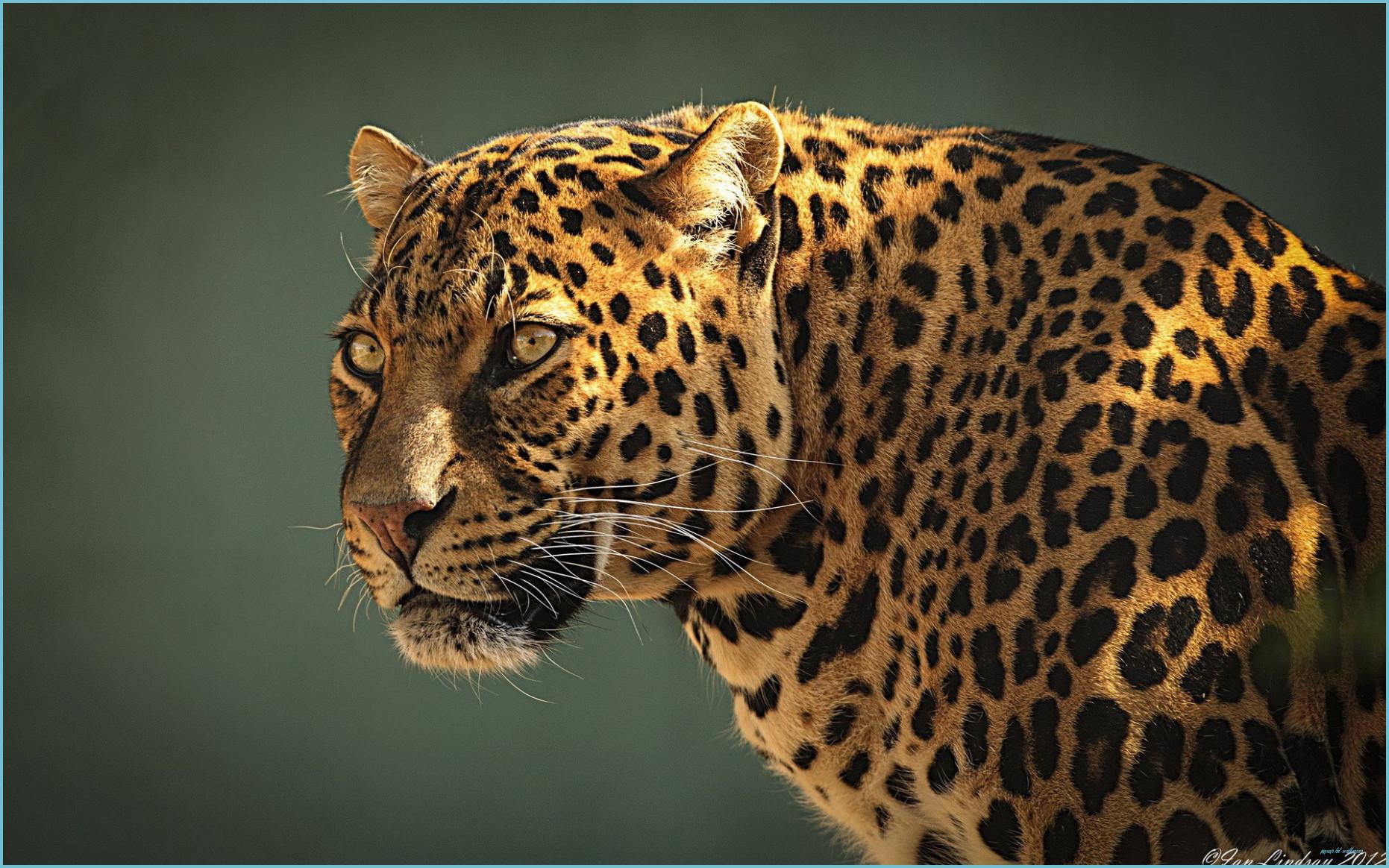 1862x1164 Title Animal Jaguar Cats Wallpaper Leopard Family HD Wallpaper