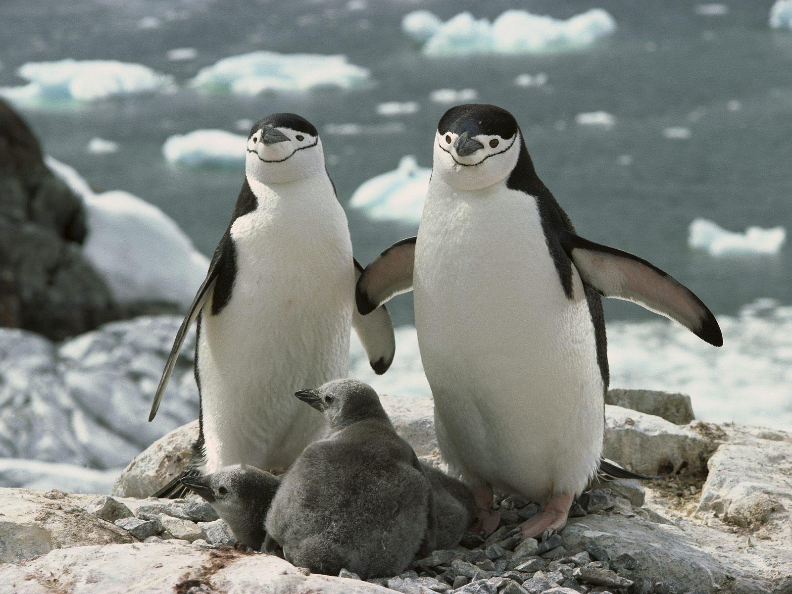 1600x1200 Penguin Family Wallpaper