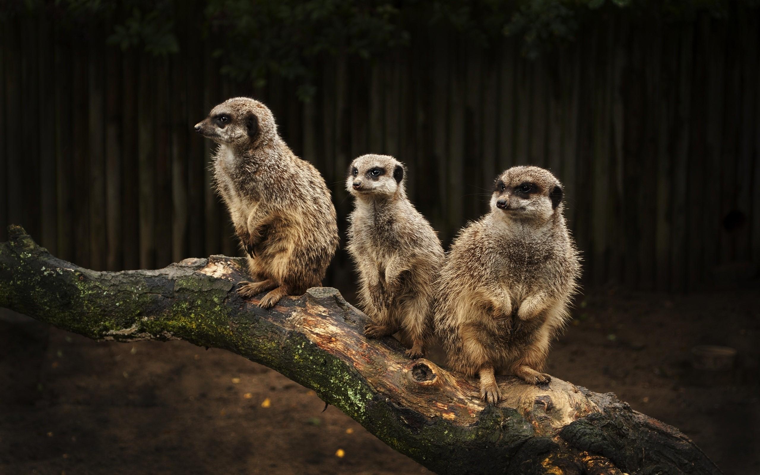 2560x1600 Meerkats, Family, Hunting, Fear wallpaper. Animal. Tokkoro.com Amazing HD Wallpaper