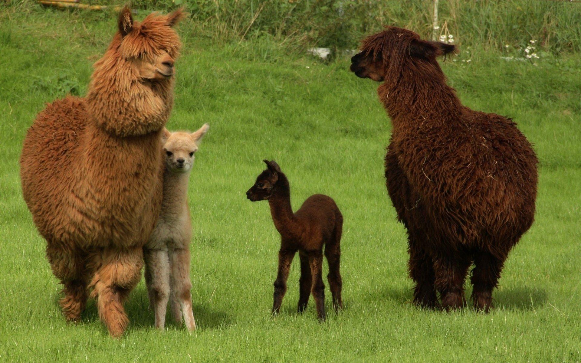 1920x1200 Alpaca Photo, Alpaca, Animal, Family, Wallpaper, Widescreen, Animals