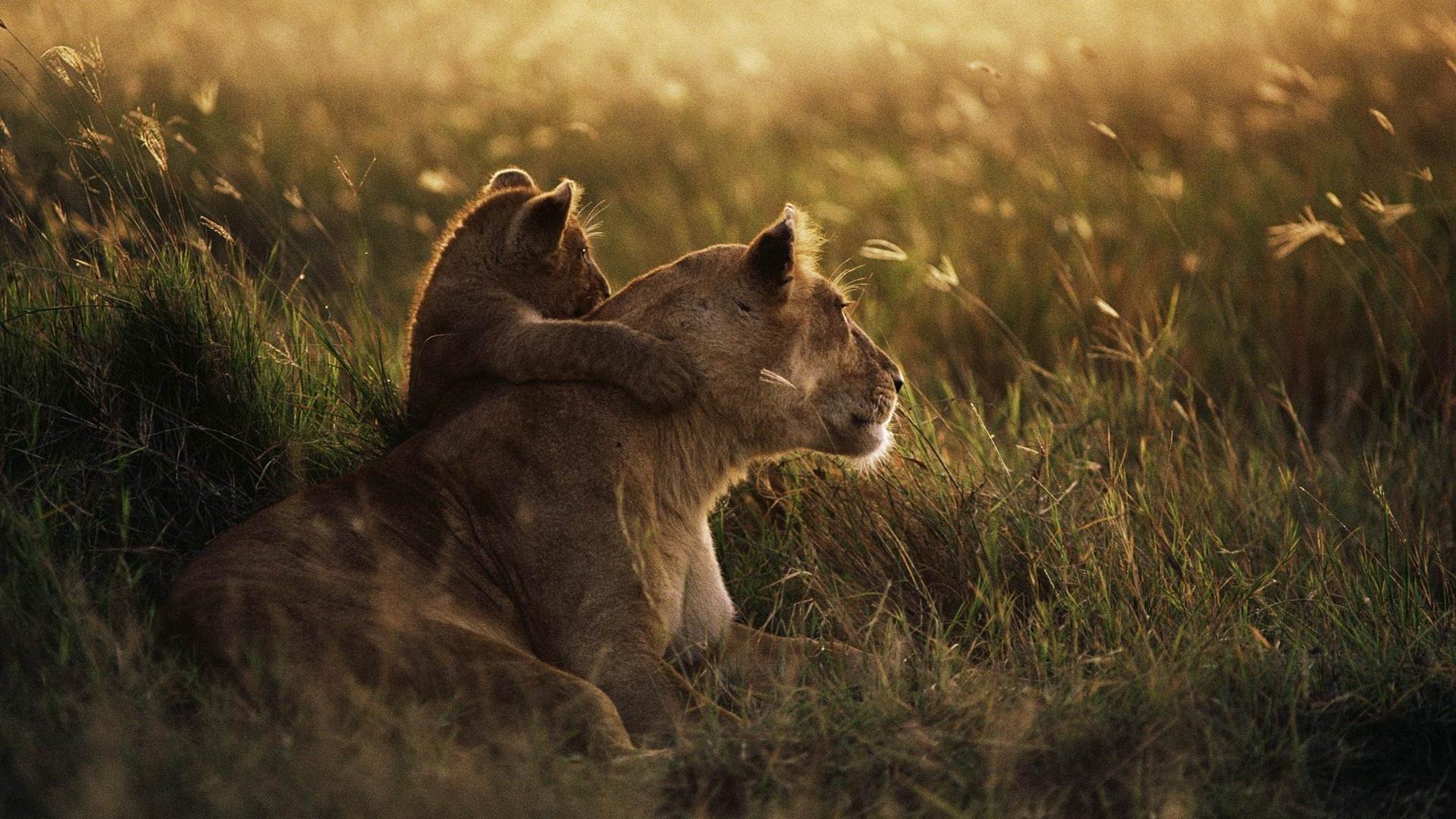 1920x1080 HD Animal Wallpaper 1920x1080
