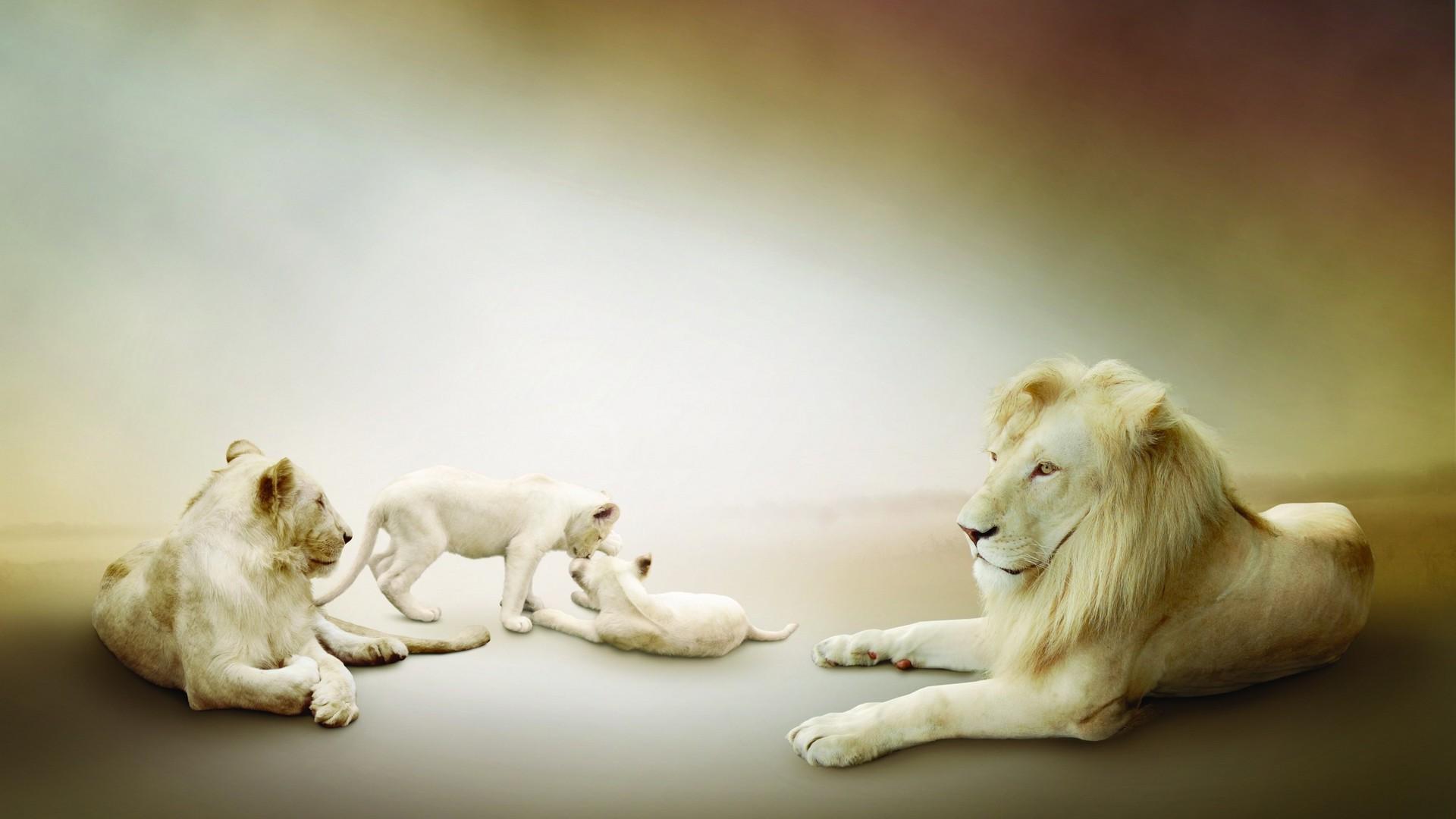 1920x1080 animals, Lion Wallpaper HD / Desktop and Mobile Background