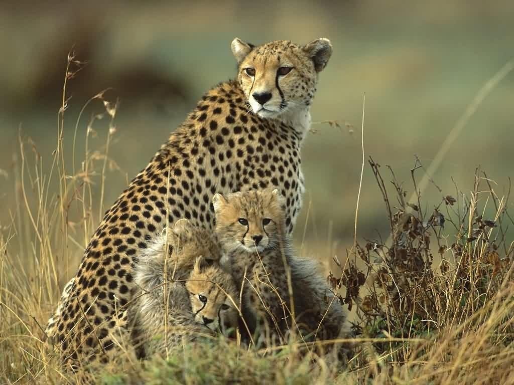 1024x768 Laptop Animals Family Wallpaper Free Download E Your Top HD