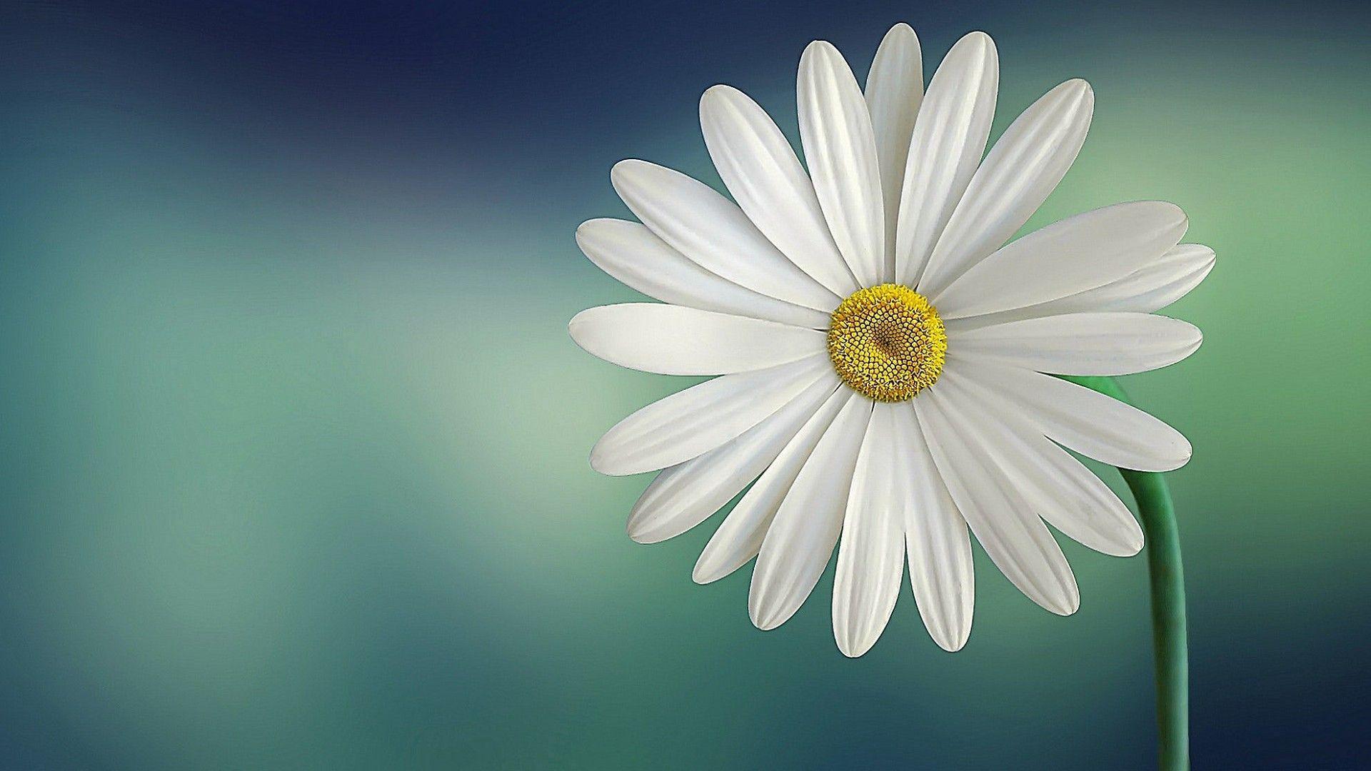 1920x1080 White Flower Wallpaper. Wallpaper Studio 10. Tens of thousands HD