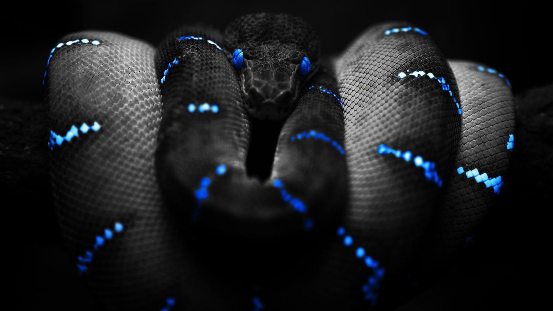 1920x1080 Snake Wallpaper