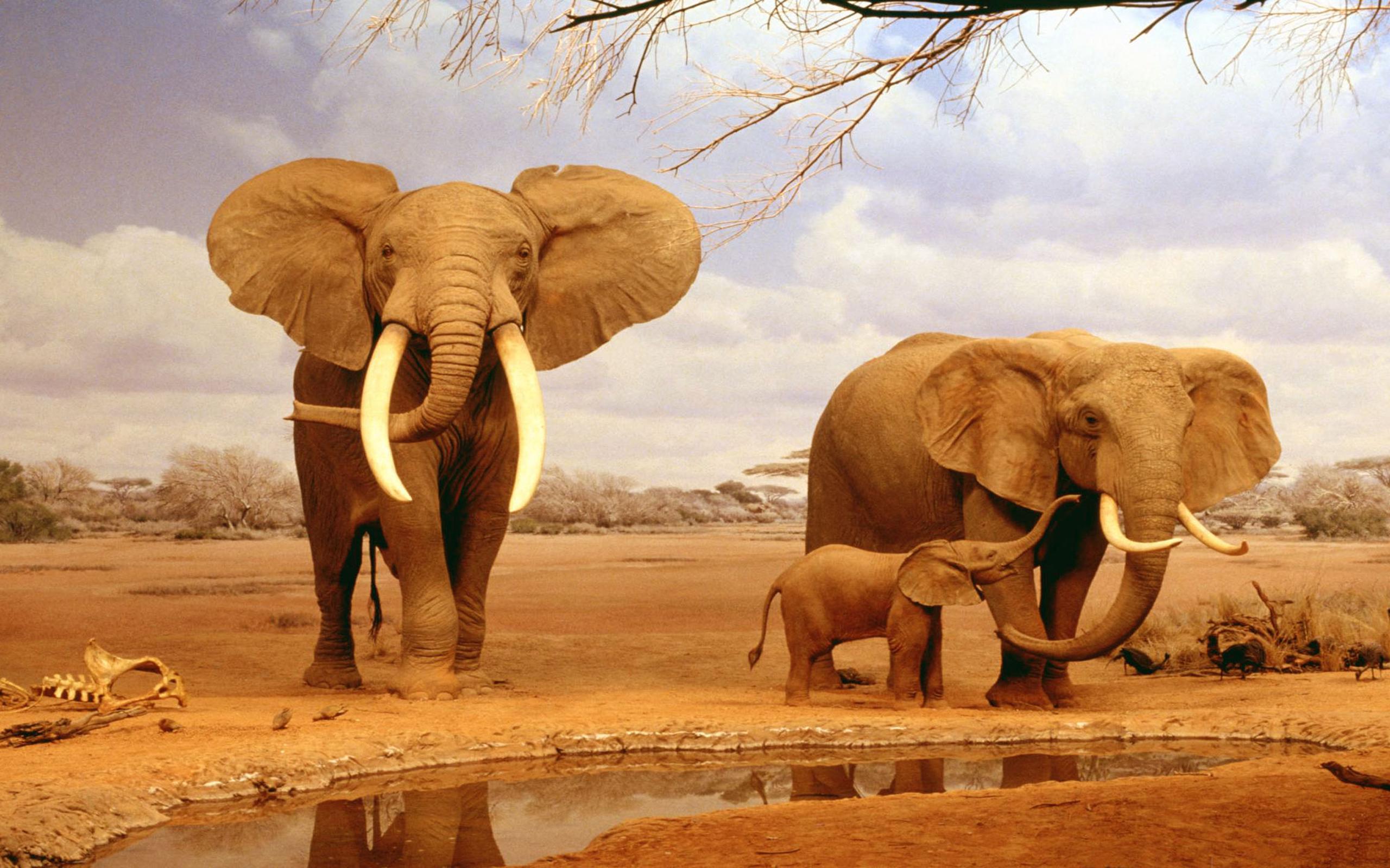 2560x1600 Elephant family in the jungle