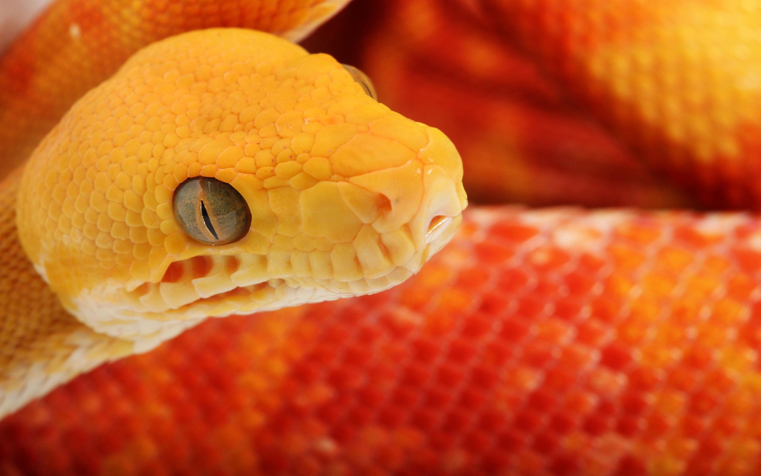 2560x1600 Excellent HD Snake Wallpaper