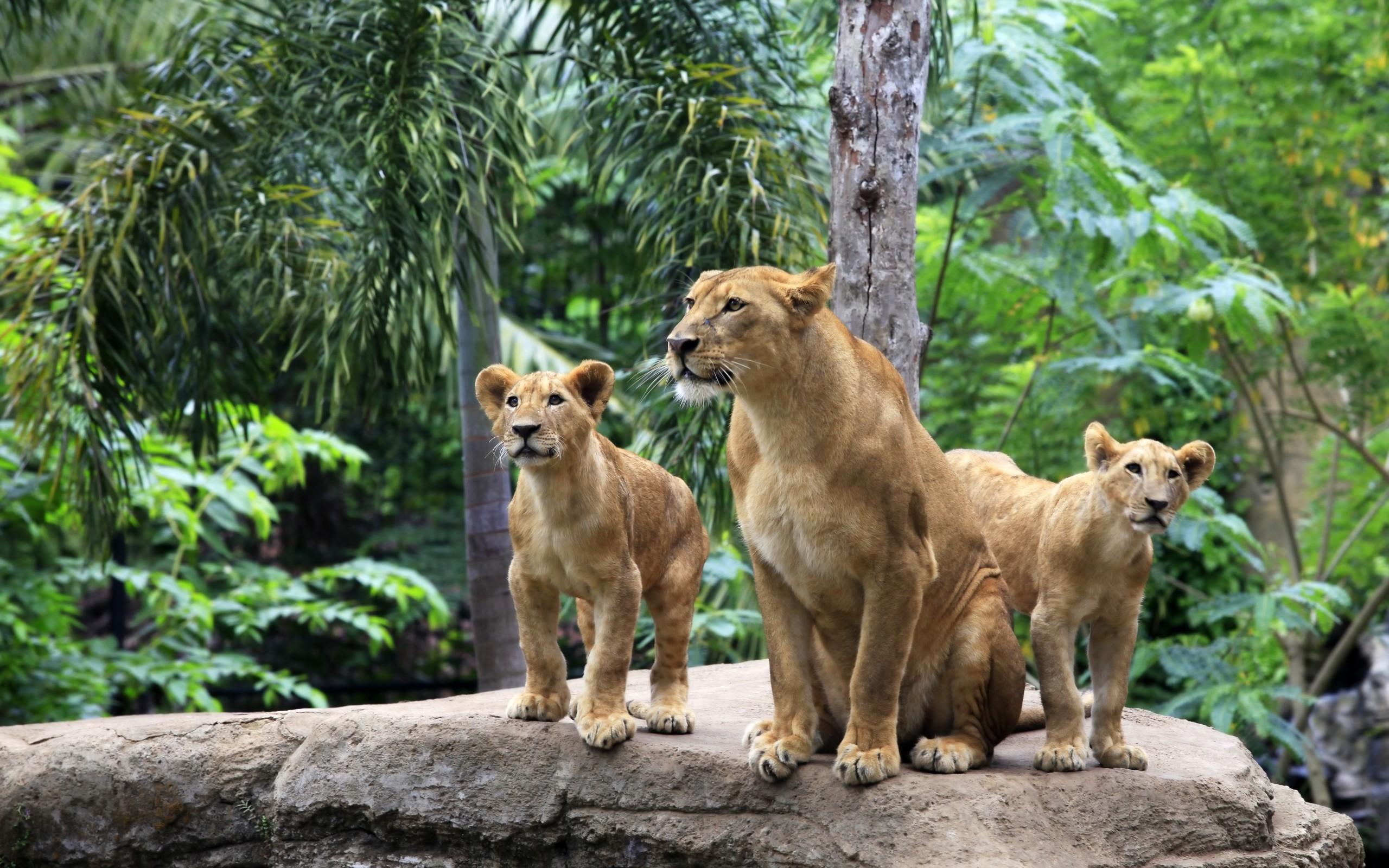 2560x1600 Lions Wallpaper and HD Background free download on PicGaGa