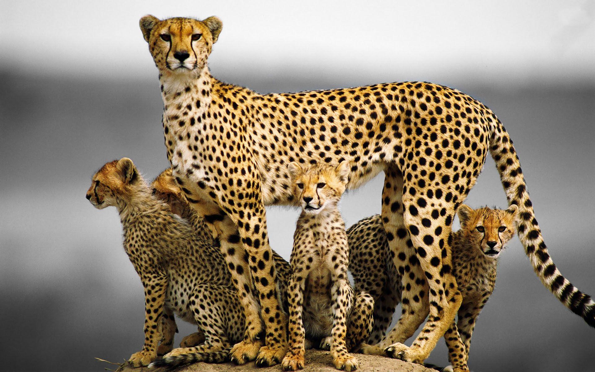 Animal Family HD Wallpapers - Top Free Animal Family HD Backgrounds ...