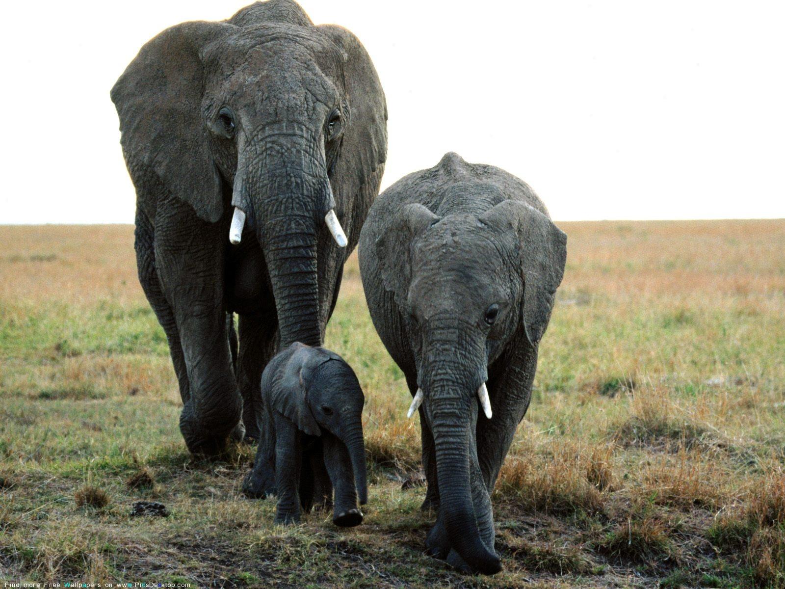 1600x1200 Baby Wild Animals Wallpaper HD 1080p 12 HD Wallpaper Animals Mor HD Wallpaper 1080p