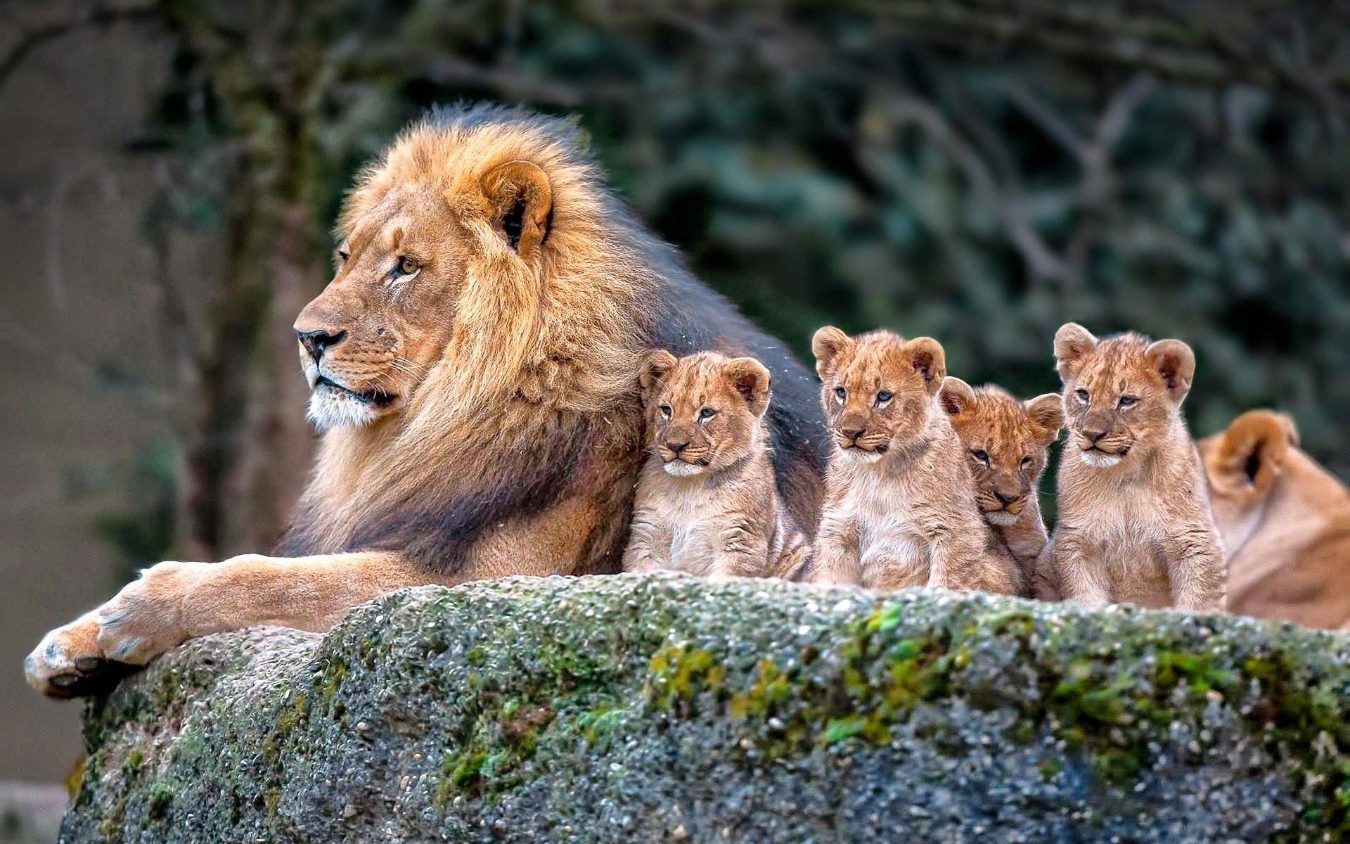 1920x1200 Lion and baby lions wallpaper, nature, animals, baby animals, animal themes • Wallpaper For You HD Wallpaper For Desktop & Mobile