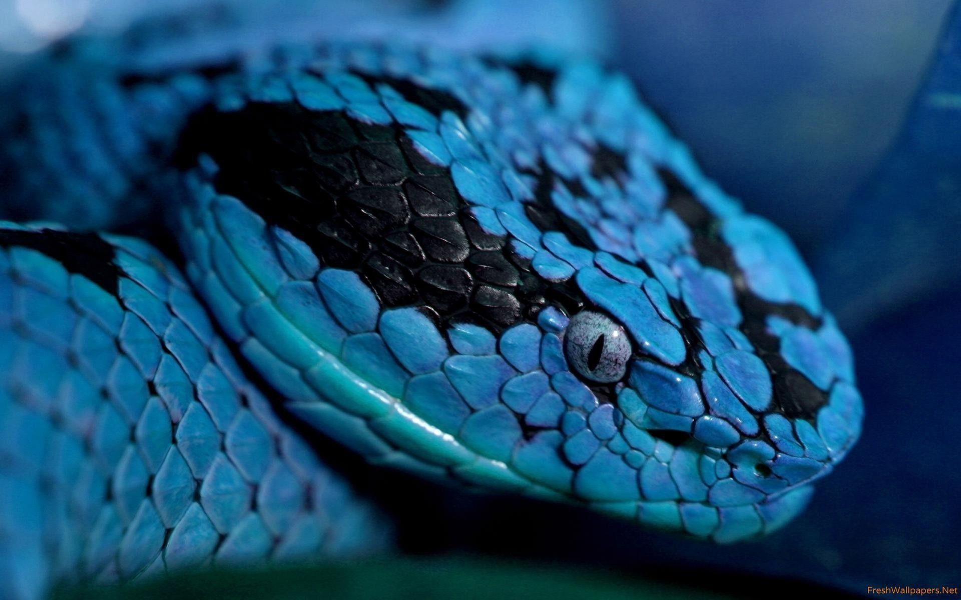 1920x1200 Blue snake wallpaper. Freshwallpaper. Snake wallpaper, Animal wallpaper, Snake image