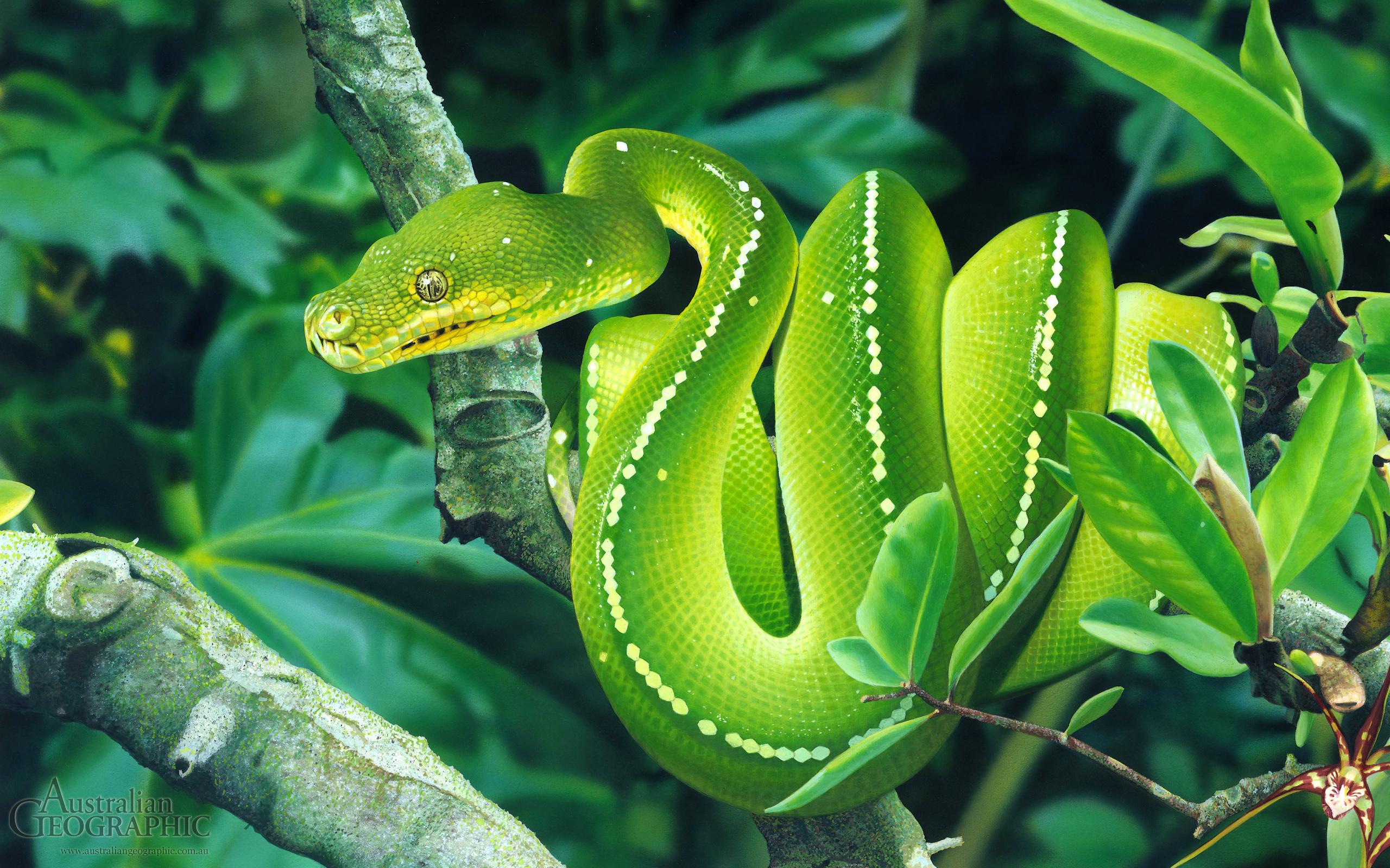 Тропическая змея 4. Змея питон зеленый. Морелия виридис. Зеленый питон (Morelia viridis). Бразильский зеленый питон.