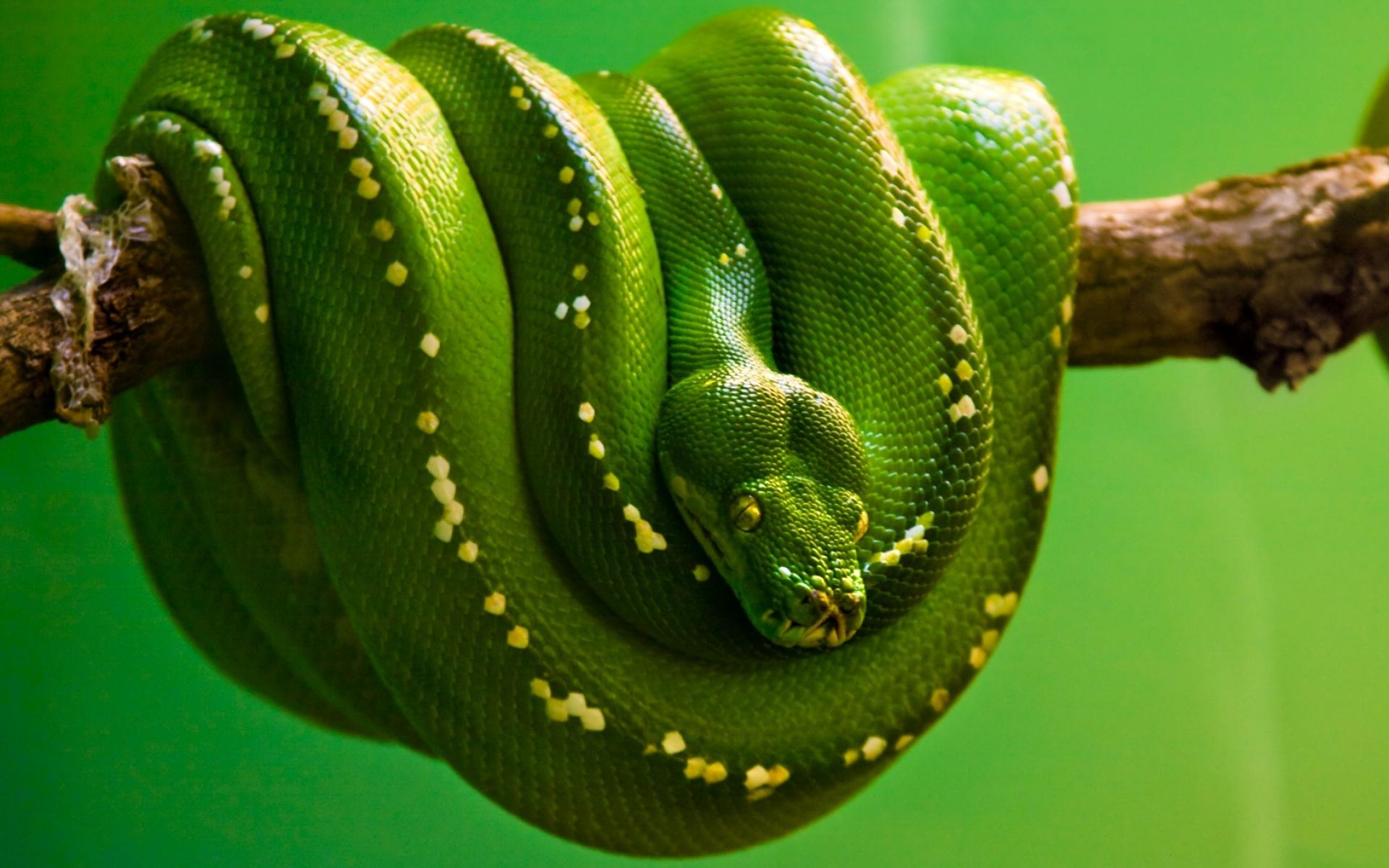 1920x1200 Beautiful Snake Wallpaper