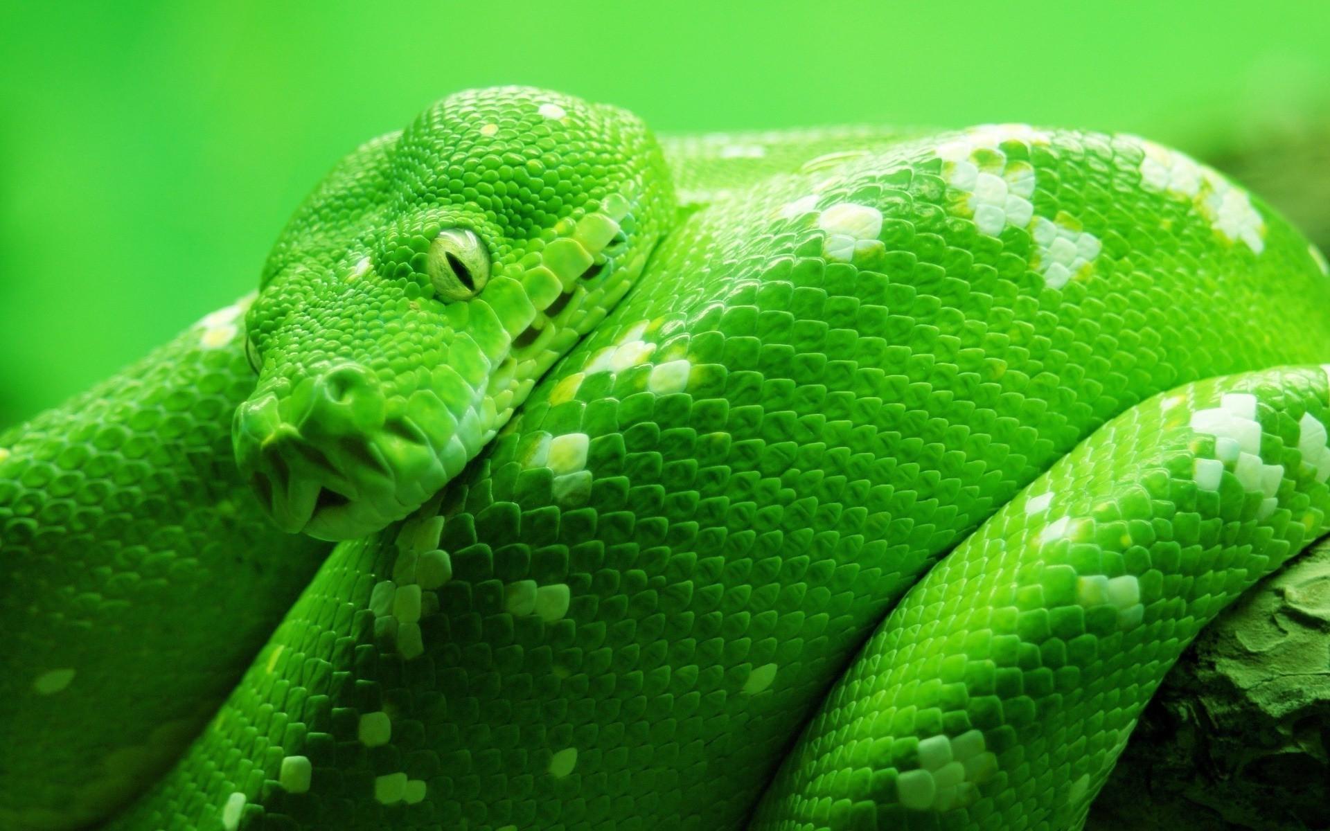 1920x1200 Snake Wallpaper