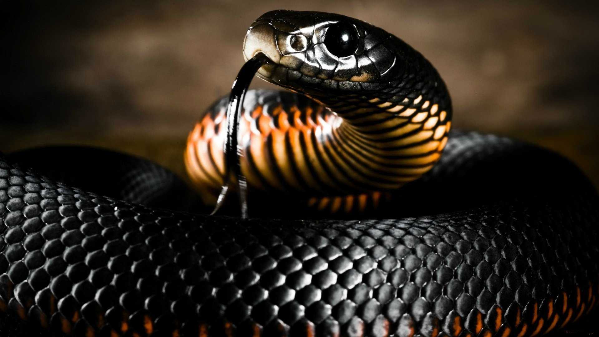 1920x1080 Black snake wallpaper