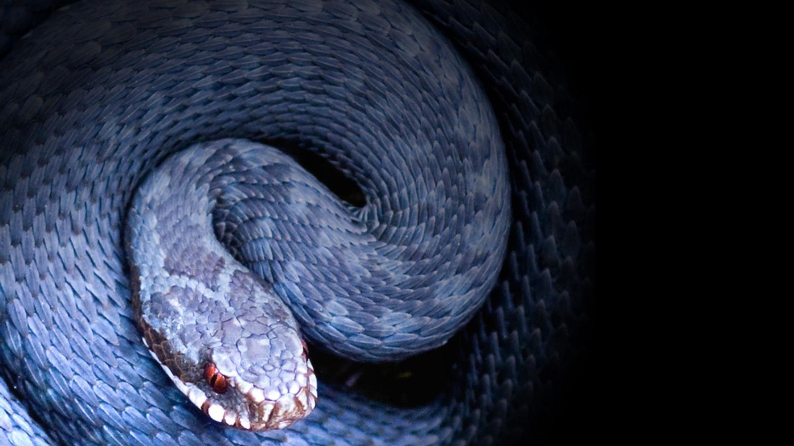 1600x900 Free download Beautiful Snake Wallpaper HD Image One HD Wallpaper [2560x1600] for your Desktop, Mobile & Tablet. Explore Snakes Wallpaper. Cool Snake Wallpaper, HD Snake Wallpaper, Moving Snake Wallpaper