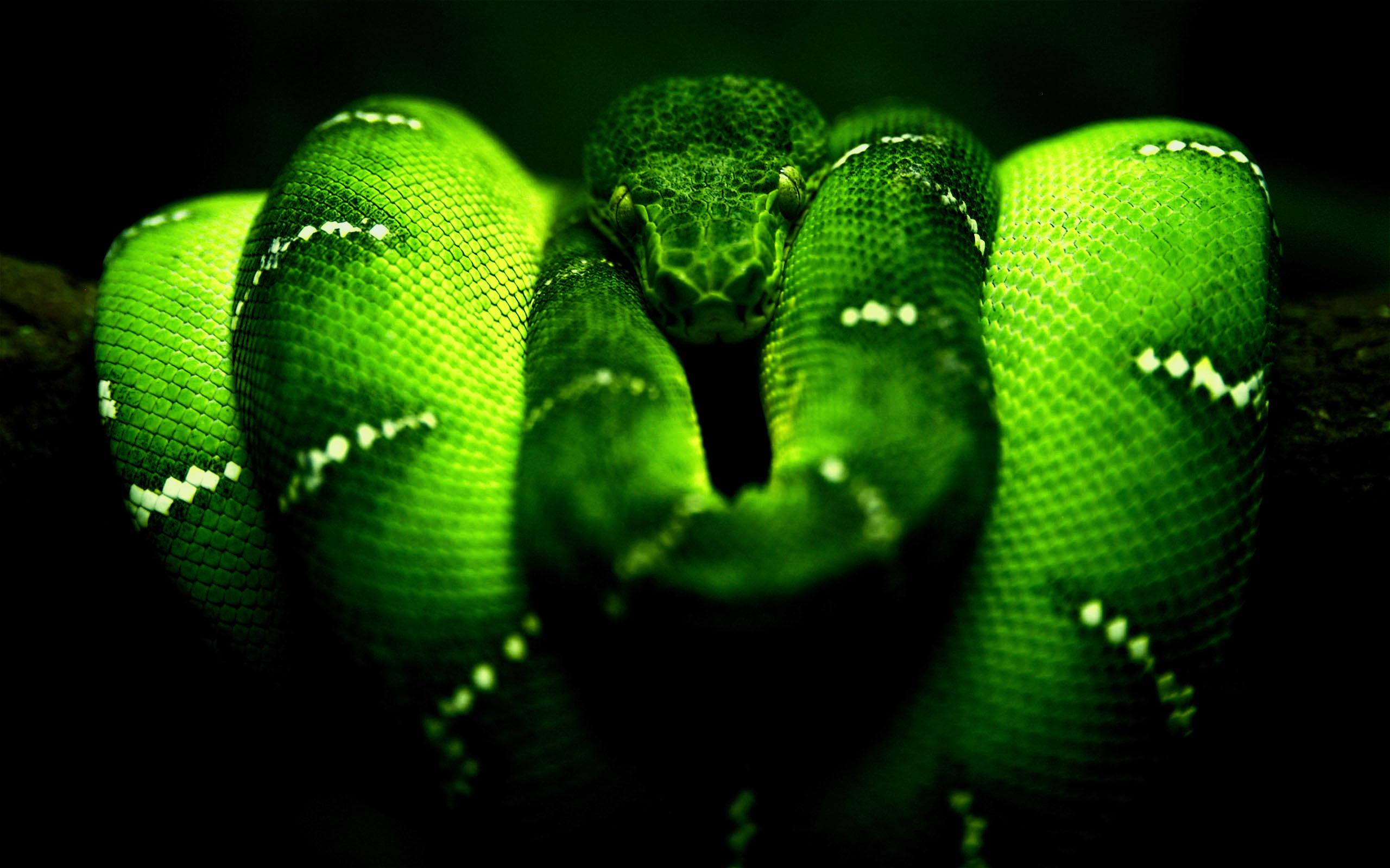 2560x1600 Green snake wallpaper