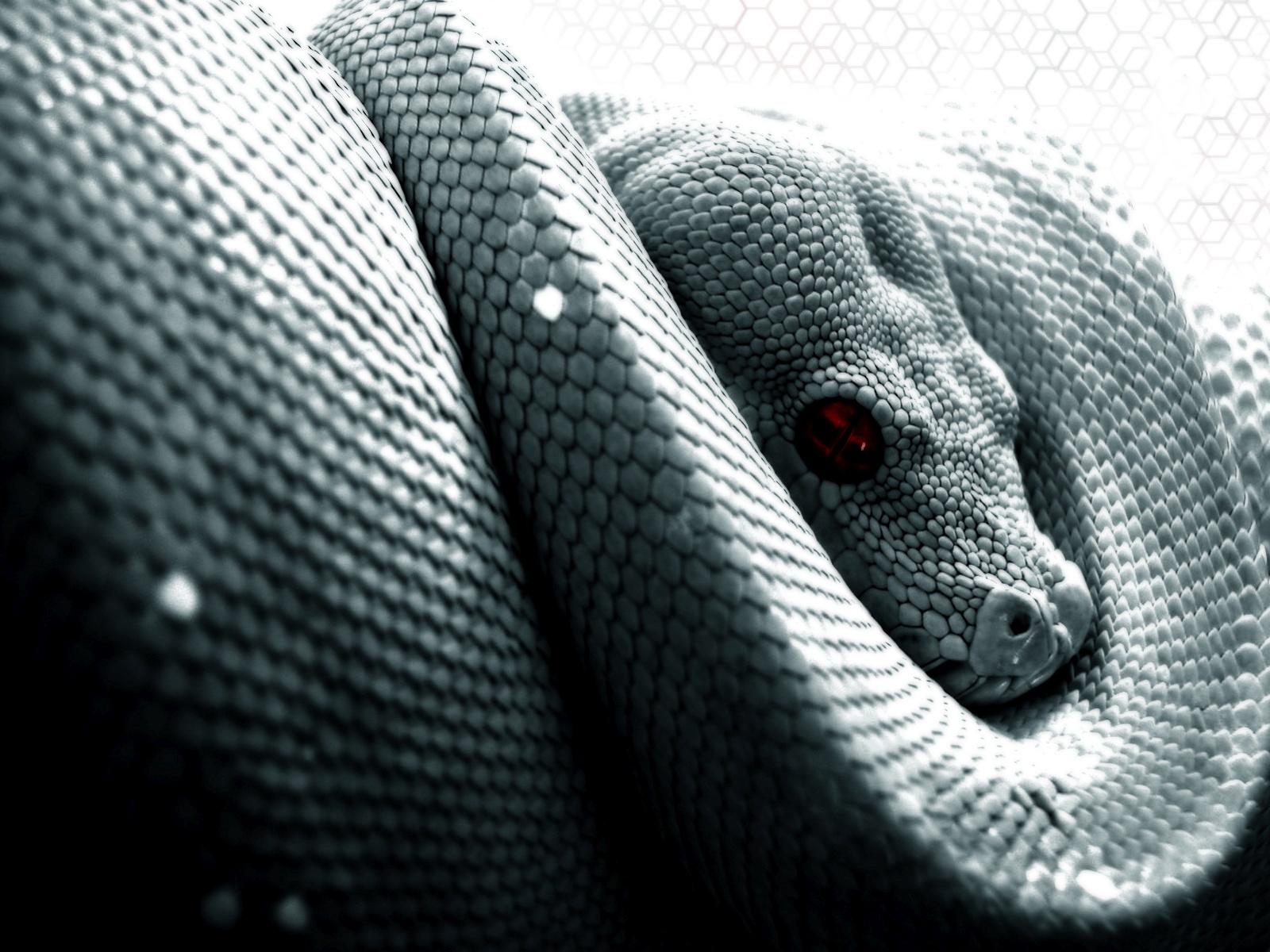 1600x1200 Python Snake Wallpaper HD