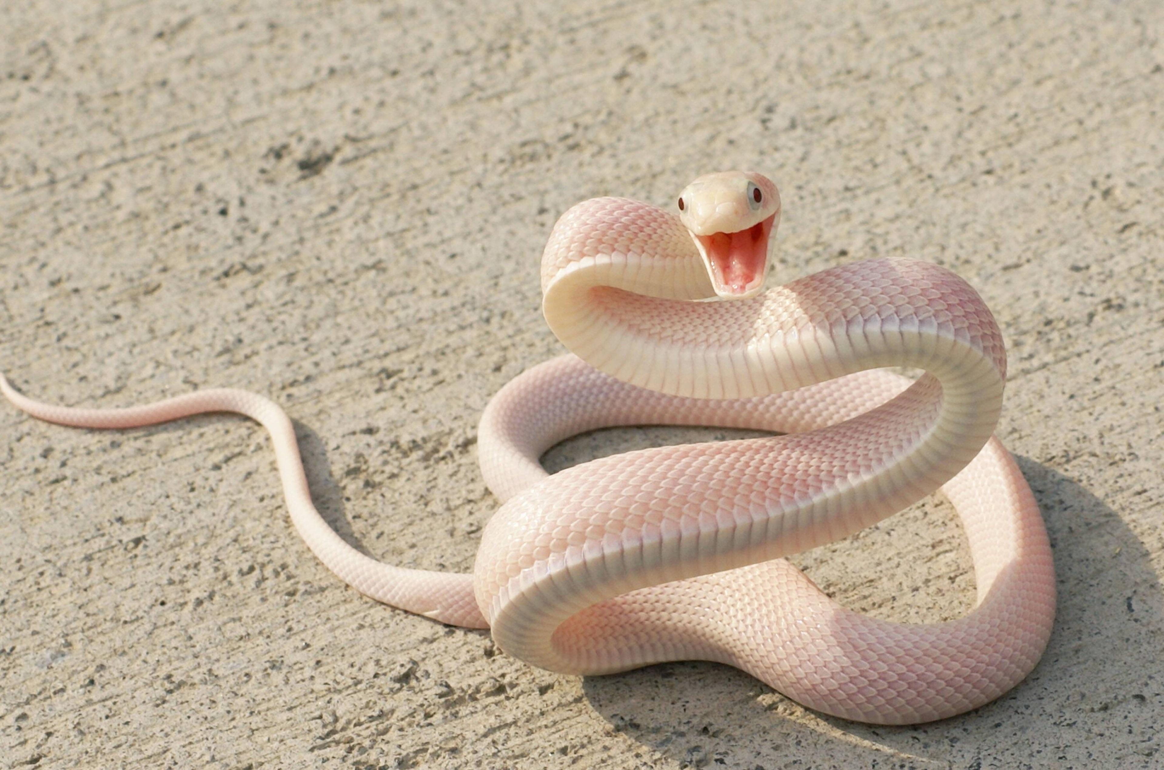 3840x2541 3840x2541 snake 4k wallpaper for computer screen. Mocah HD Wallpaper