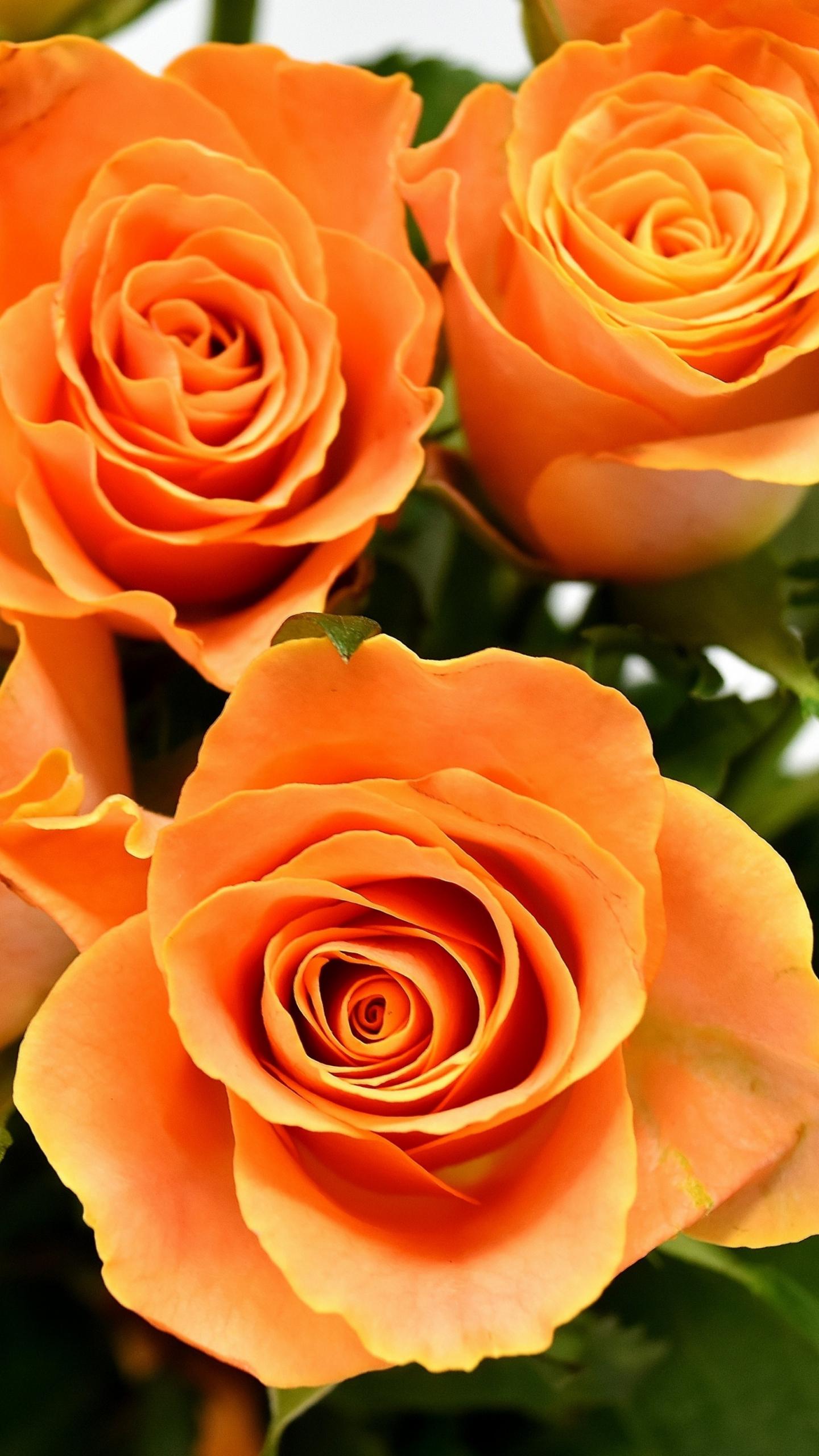 1440x2560 Download 1440x2560 wallpaper orange roses, flowers, bouquet, qhd samsung galaxy s s edge, note, lg g 1440x2560 HD image, background, 3028