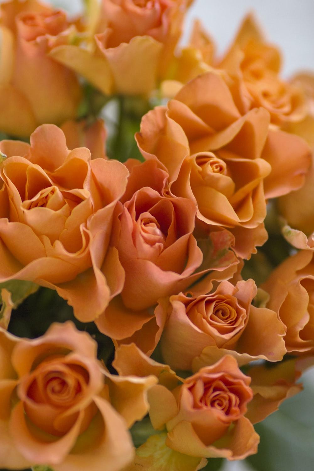 1000x1500 Orange Flowers Picture. Download Free Image
