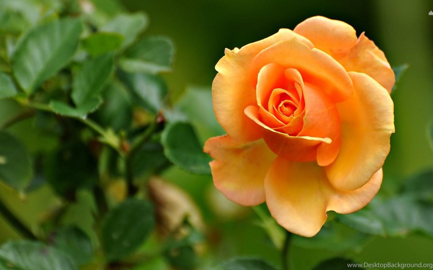 Orange Rose Flower Wallpapers - Top Free Orange Rose Flower Backgrounds ...