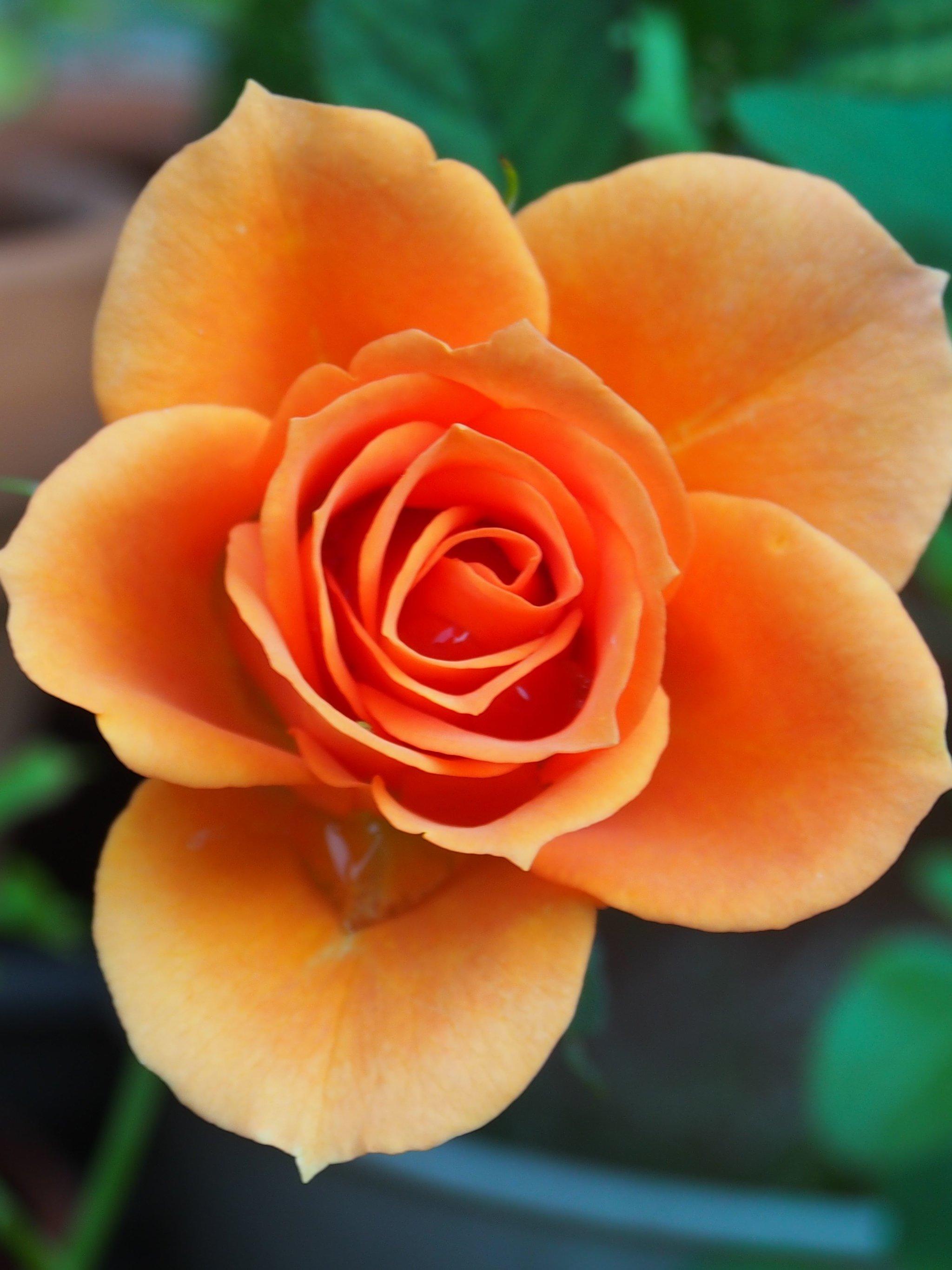 Orange Rose Flower Wallpapers Top Free Orange Rose Flower Backgrounds