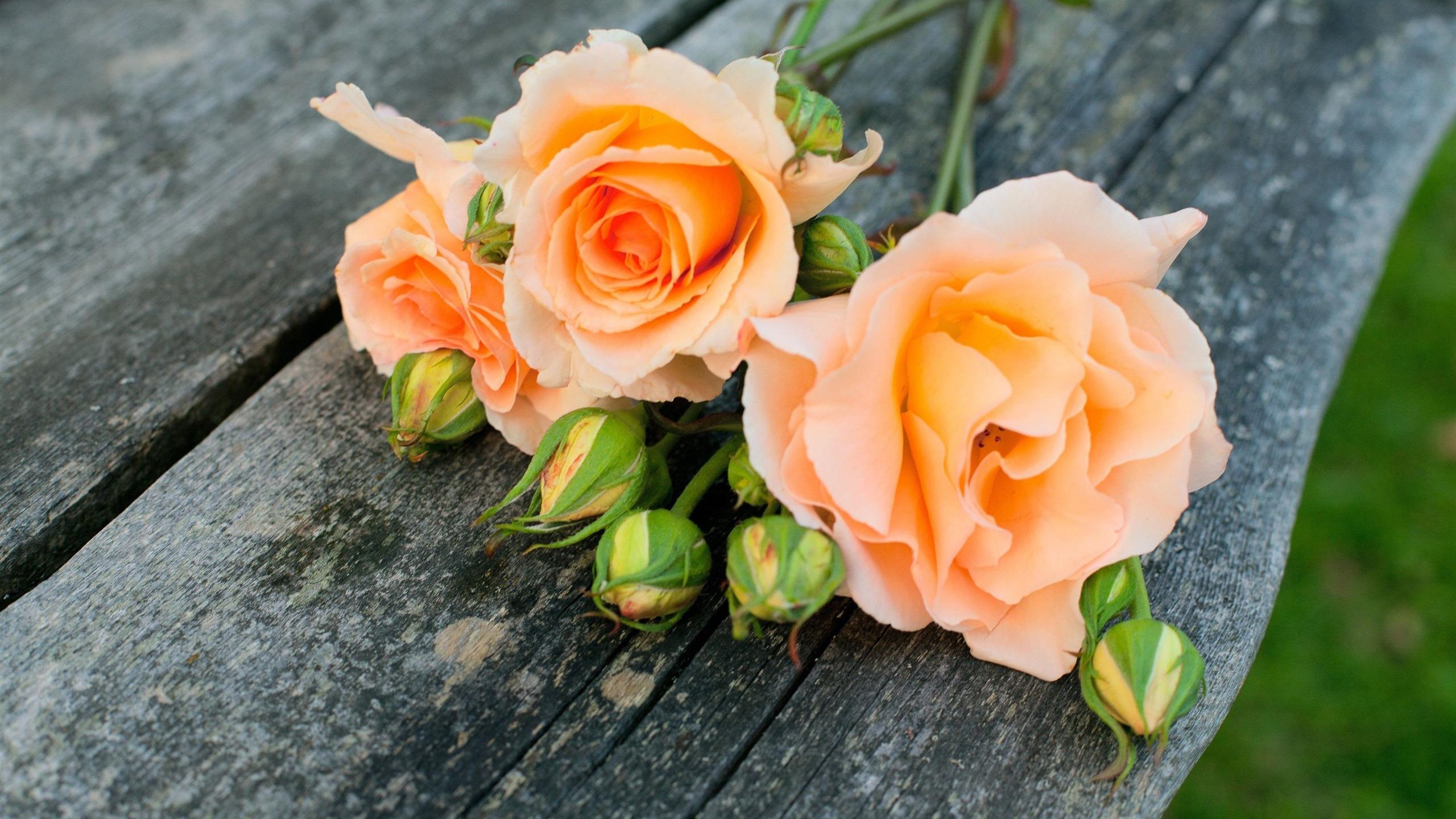 2560x1440 Orange Rose Flowers Wallpaper, Image, Background, Picture