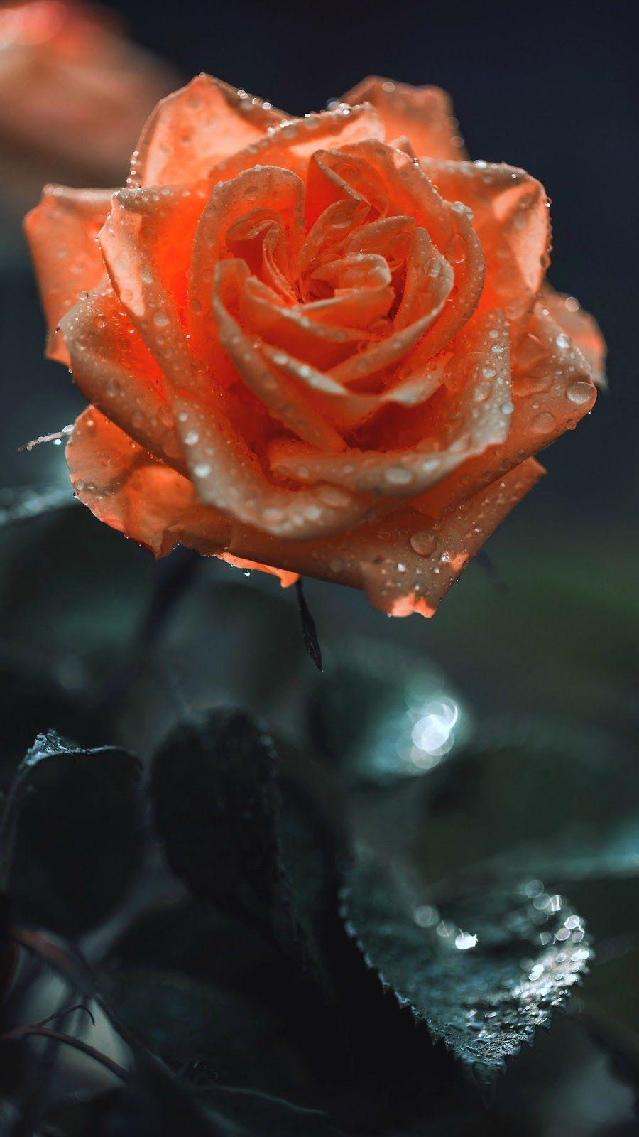 900x1600 Orange Rose #wallpaper #iphone #android. HD flowers, Rose wallpaper, Flower background iphone