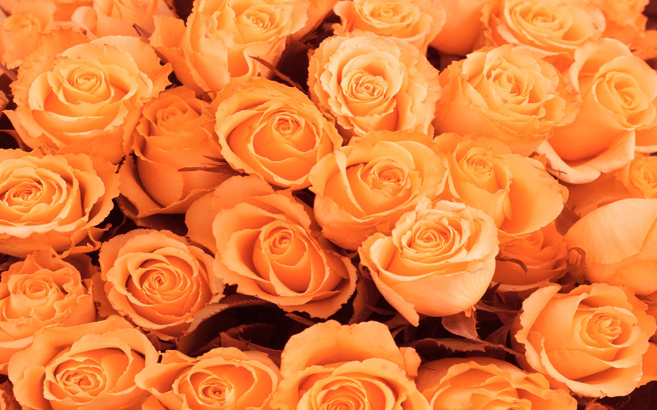 2560x1600 Orange Roses wallpaperx1600