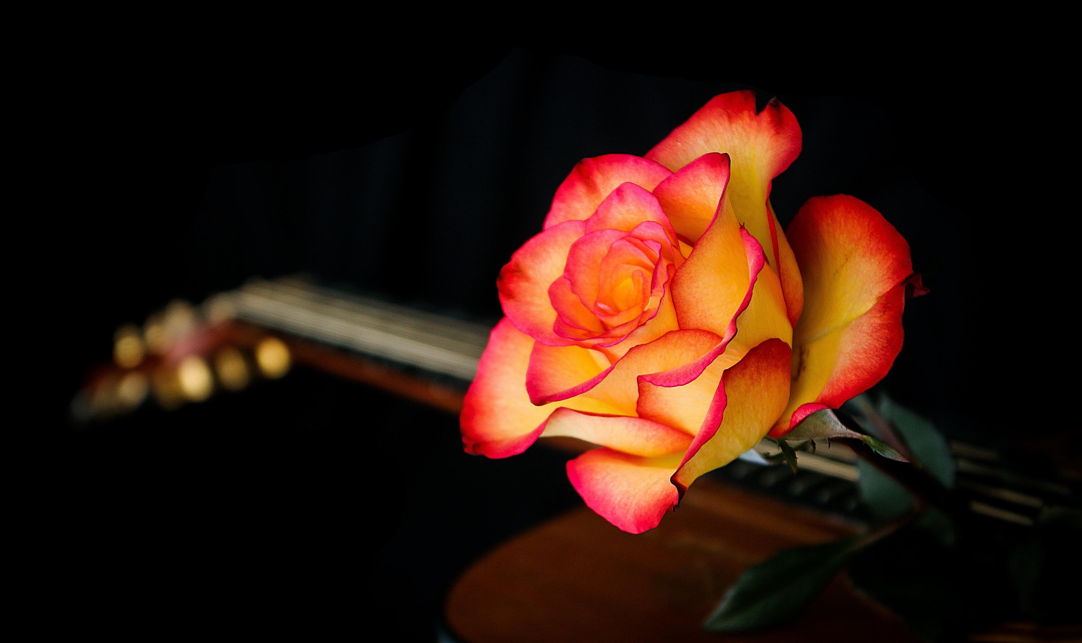 3503x2083 #Orange, #Rose flower. Mocah HD Wallpaper