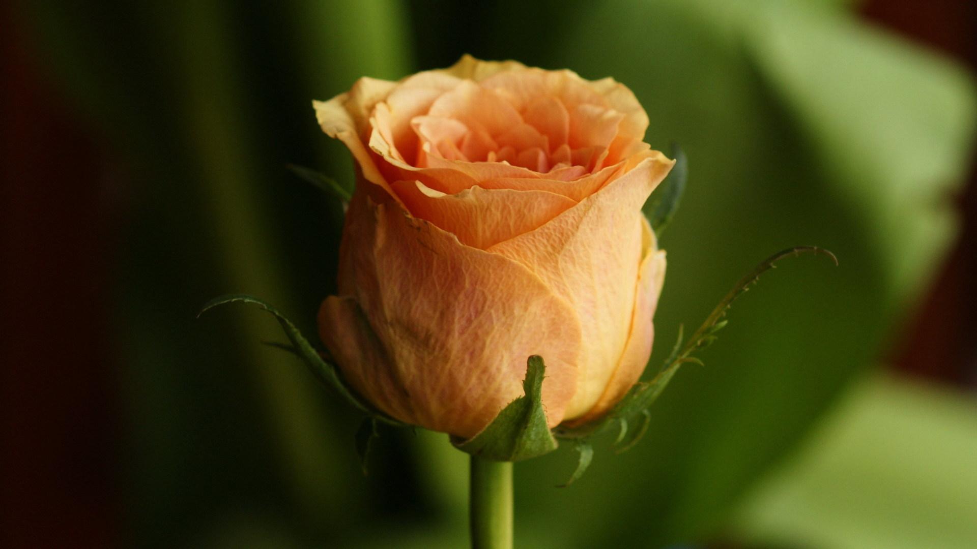 1920x1080 Orange Roses 29731 1920x1080px