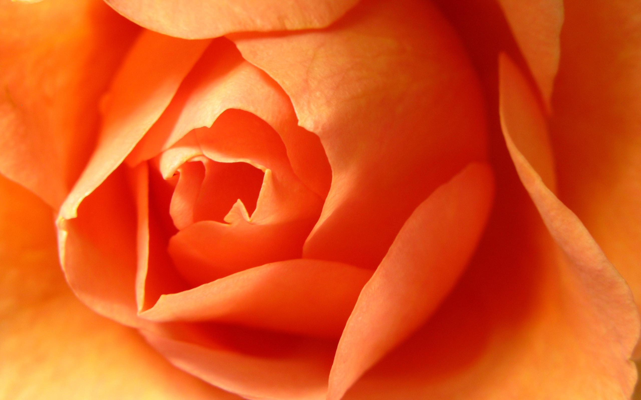 2560x1600 Orange Roses