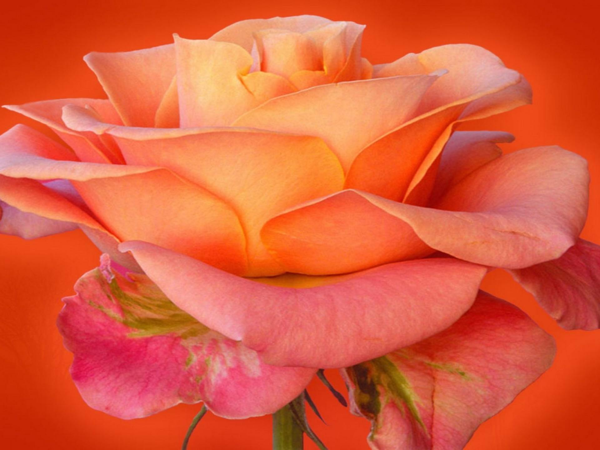 1920x1440 Orange Rose Flowers HD Wallpaper :